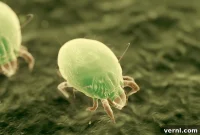 Unraveling the Truth About Dust Mite Bites