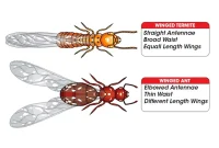 Swarm Season: Ant or Termite?