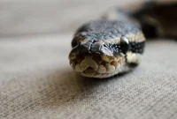 Silent Slithers: 5 Ways Snakes Invade Your Sanctuary
