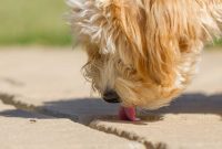 Banish Ants Without Harming Your Furry Friends
