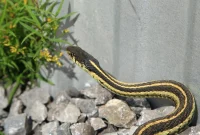 Snake-Proof Your Property