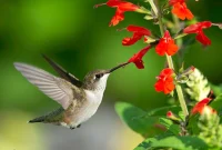 Hummingbird Heaven Essential Plants for Your Backyard