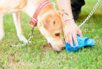 The Smart Spray for Spot-On Dog Potty Training