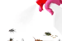 Peppermint Oil: Your Natural Shield Against Insects
