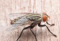 Eliminate Cluster Flies Permanently