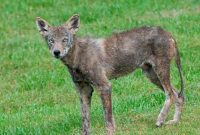 Effective Coyote Deterrence and Removal Tactics