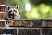 Evicting Pesky Raccoons