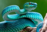 Snake-Proofing Your Toilet