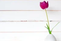 Shiplap: The Good, The Bad, and The Beautiful