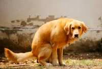 The Real Reason Dogs Circle Before Pooping