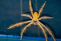 Car Spider Buster: Fast and Effortless Pest Control