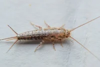 Unmasking the Silverfish