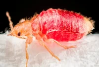 The Origin of Bed Bugs