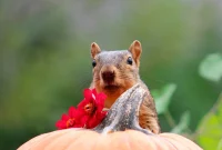 Protect Your Porch Pumpkins from Squirrels
