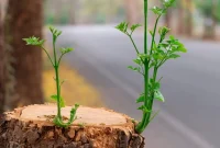 The Everyday Item That Makes Tree Stumps Disappear