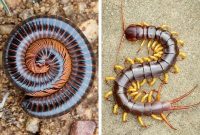 Millipedes vs. Centipedes: Understanding the Key Distinctions