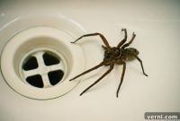 Are Hedge Apples the Secret to a Spider-Free Home?