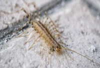 Centipede Toxicity Explained