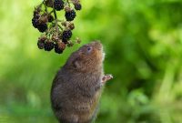 Eliminating and Preventing Garden Voles