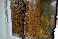 Hidden Honey: The Story of Wall Beehives in Old Houses