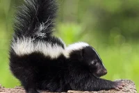 Skunk Odor Solutions