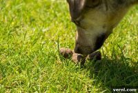 The Surprising Reasons Your Dog Eats Poop