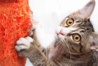 Save Your Furniture From Feline Claws