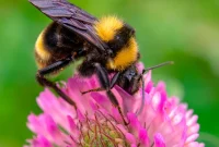 Beyond the Sting: Why Your Backyard Bees Are Essential