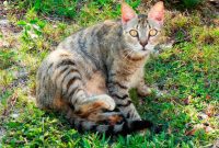 Keep Cats Out of Your Yard: Safe & Effective Solutions
