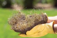 How to Green Your Brown Summer Lawn