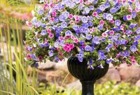 Dynamic Duos: Two Container Combos for Hummingbird Delight