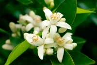 Transform Your Garden with Florida’s Iconic State Flower