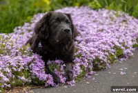 Dog-Proof Your Flower Gardens