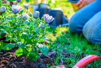 Uncovering the Best Mulch for Vibrant Flower Beds