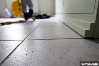 Bugs’ Secret Hiding Spots in Every Corner of Your Home