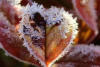 Cold Snap Defense: Protecting Your Plants from Frost