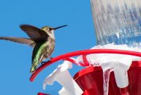 Hummingbird Winter Havens