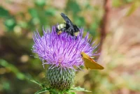 Say Goodbye to Thistles Forever