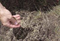 Transform Your Lawn: Why Autumn is Prime Reseeding Time