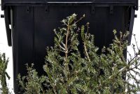 Give Your Christmas Tree a Green Send Off
