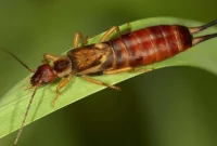Stop Earwigs Your Guide to Pincher Bug Control