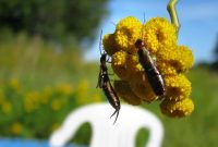 Earwig Invasion Lifecycle Secrets and Home Infestation Facts