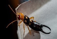 Earwigs: Separating Myth from Reality for People and Pets