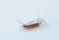 Banishing House Centipedes for Good