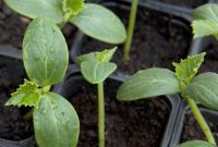Indoor Gardening Essentials: 10 Vegetables to Seed Early