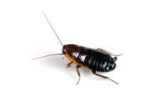 Oriental Cockroach Outbreak: Identify, Control, Eradicate