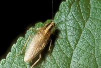 Eliminate German Cockroaches: Your Definitive Guide