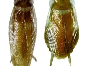 Identifying and Eliminating Brownbanded Cockroaches