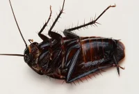 Identifying and Eliminating Smokybrown Cockroaches