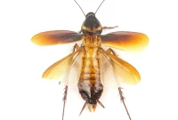 Flying Cockroaches: Spot Them and Stop Them